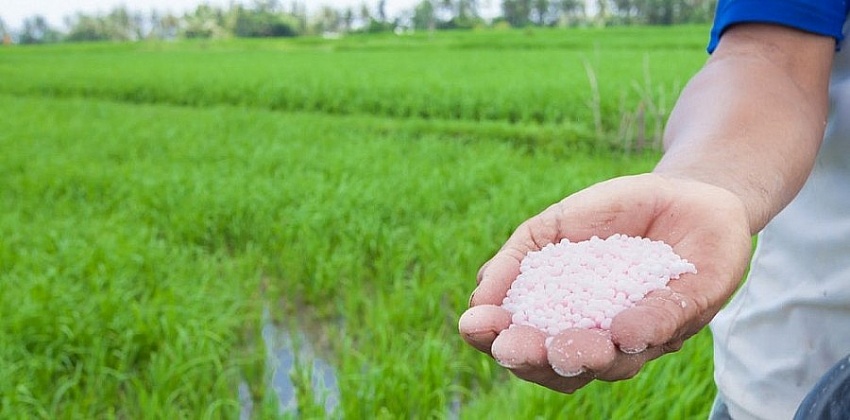 Giá phân bón hôm nay 30/6: Ure tại Tây Nam Bộ tăng
